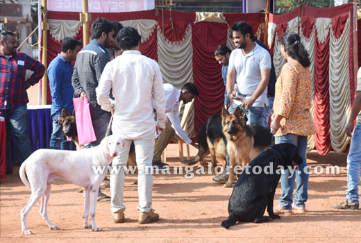Dog Show 2